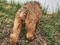 Reggie, a male Soft Coated Wheaten Terrier for sale in Stuart, NE – Photo 3 of 3
