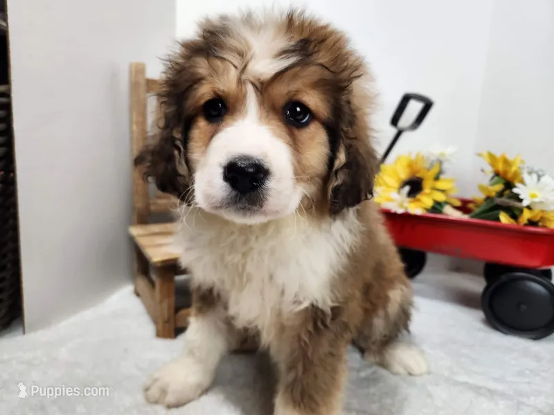 Great Bernese Girl – Bernese Mountain Dog, Great Pyrenees puppy for sale in Stuart, NE