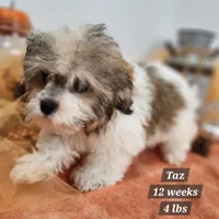 Taz, a male Shih Tzu and Poodle - Toy  for sale in Stuart, NE – 3 of 3