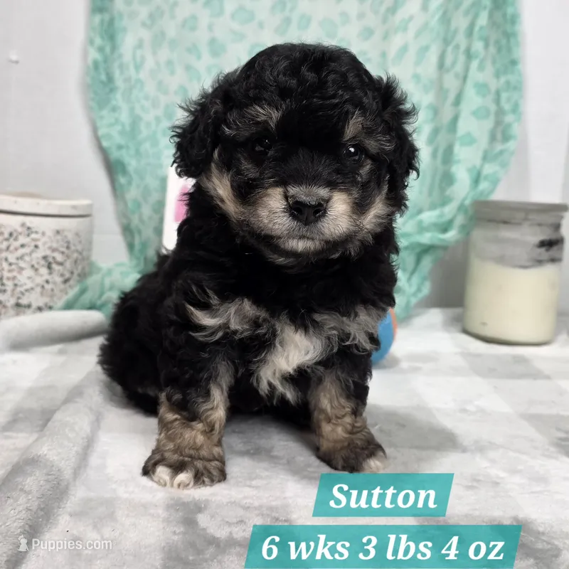Sutton – Havapoo puppy for sale in Stuart, NE
