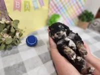 Sutton, a male Havapoo for sale in Stuart, NE – Photo 2 of 2