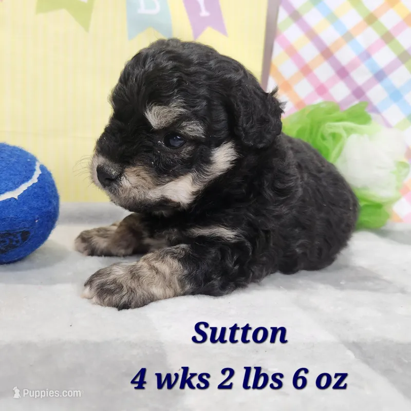 Sutton – Havapoo puppy for sale in Stuart, NE