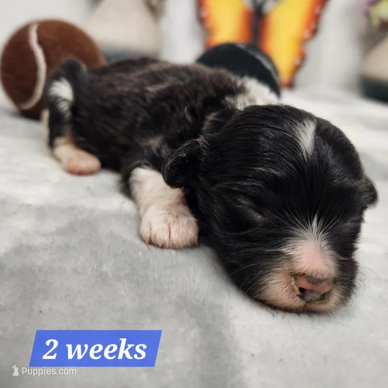 Doxiepoo Male – Doxiepoo puppy for sale in Stuart, NE