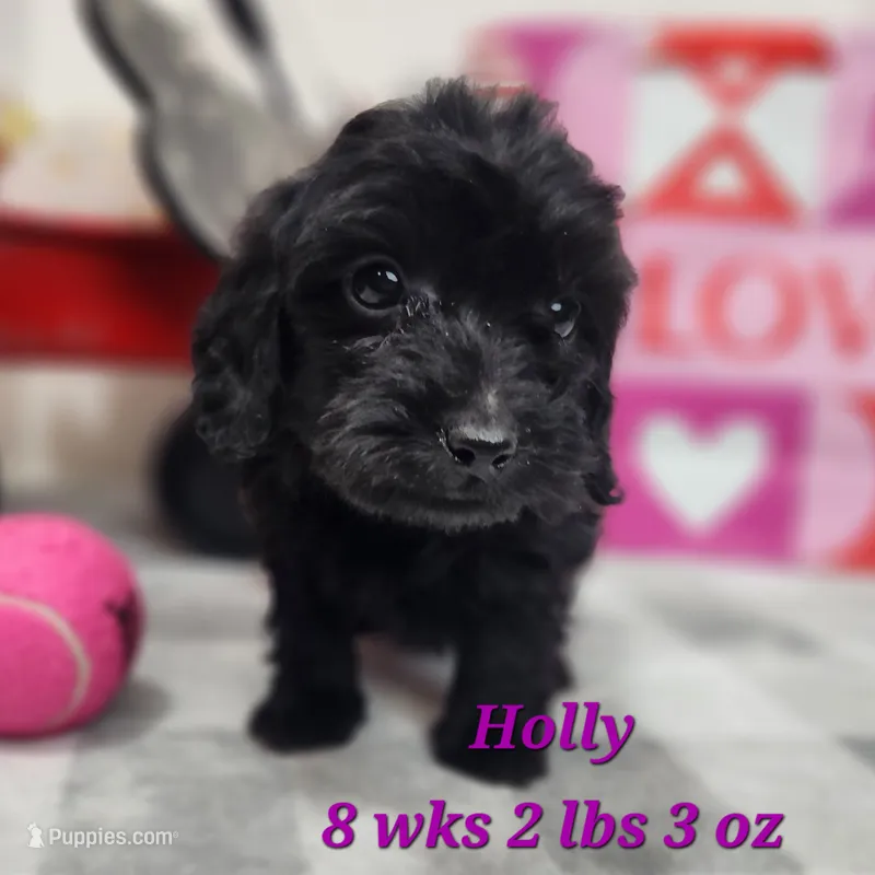 Doxiepoo Holly
