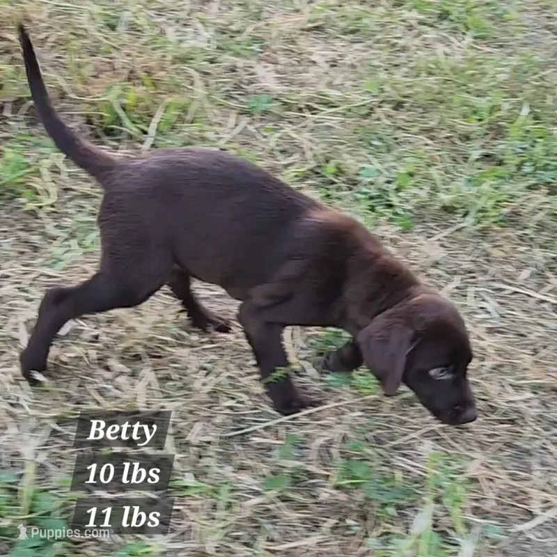 Betty – Goldendoodle, Labrador Retriever puppy for sale in Stuart, NE