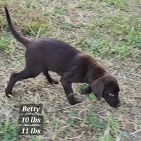 Betty, a male Goldendoodle and Labrador Retriever for sale in Stuart, NE – 1 of 3