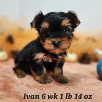 Yorkie Ivan, a male Yorkshire Terrier for sale in Stuart, NE – Photo 1 of 2