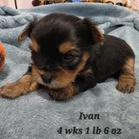 Yorkie Ivan, a male Yorkshire Terrier for sale in Stuart, NE – Photo 2 of 2