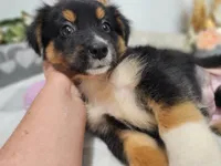 Smaller Australian Shepherd Maggie, a female Miniature Australian Shepherd for sale in Stuart, NE – 3 of 3