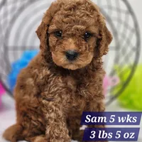 Mini Sam, a male Miniature Goldendoodle for sale in Stuart, NE – 1 of 1