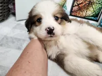 Great Bernese Grayson, a male Bernese Mountain Dog and Great Pyrenees for sale in Stuart, NE – 2 of 4