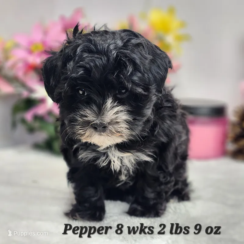 Havapoo Pepper – Havapoo puppy for sale in Stuart, NE