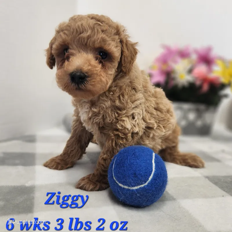 F1b Mini Z – Miniature Goldendoodle puppy for sale in Stuart, NE