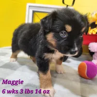 Smaller Australian Shepherd Maggie, a female Miniature Australian Shepherd for sale in Stuart, NE – 2 of 3