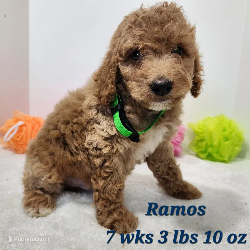 Mini to Moyen Ramos – Miniature Goldendoodle puppy for sale in Stuart, NE