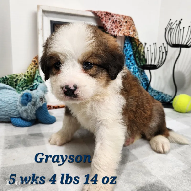 Great Bernese Grayson – Bernese Mountain Dog, Great Pyrenees puppy for sale in Stuart, NE