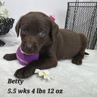 Betty, a male Goldendoodle and Labrador Retriever for sale in Stuart, NE – 2 of 3