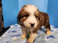 Great Bernese Boy, a male Bernese Mountain Dog and Great Pyrenees for sale in Stuart, NE – Photo 2 of 2