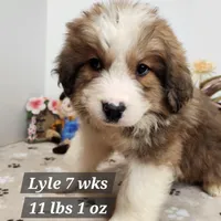 Great Bernese Boy, a male Bernese Mountain Dog and Great Pyrenees for sale in Stuart, NE – Photo 1 of 2