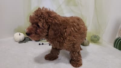 F1b Mini Goldendoodle Nolan, a male Miniature Goldendoodle for sale in Stuart, NE – 2 of 2