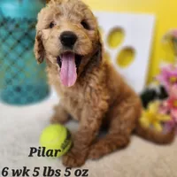 F1b Pilar, a female Goldendoodle for sale in Stuart, NE – Photo 2 of 2