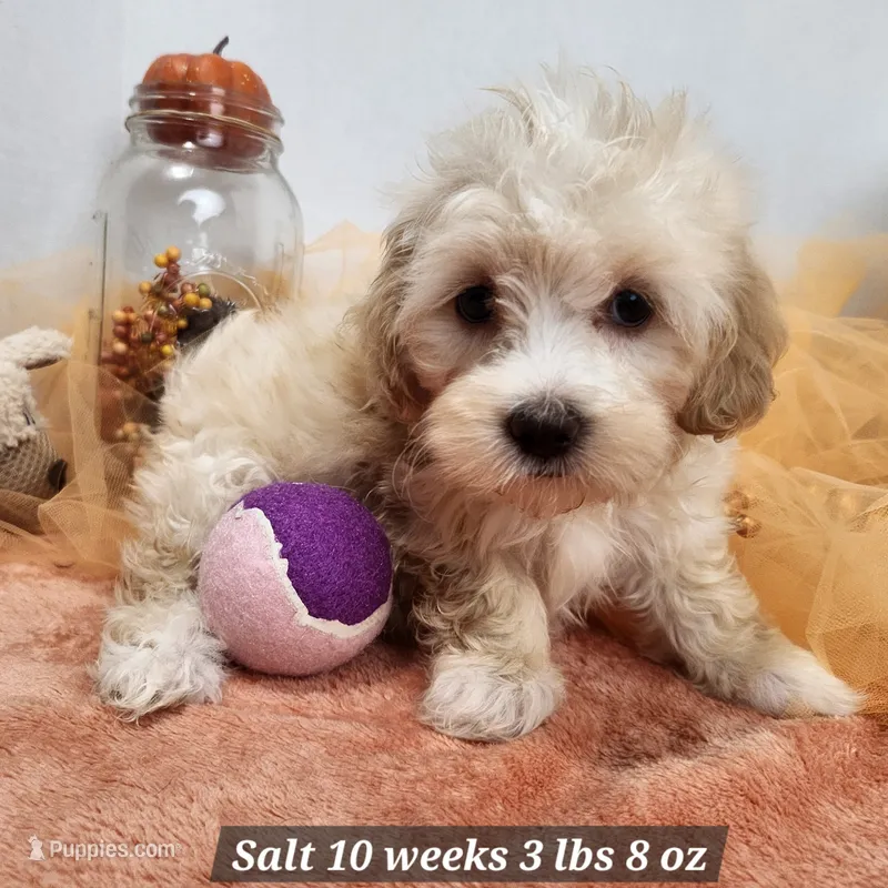 Havapoo Salt – Havapoo puppy for sale in Stuart, NE