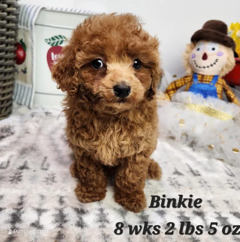 Toy Binkie