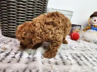 Toy Binkie, a female Poodle - Toy  for sale in Stuart, NE – Photo 4 of 4