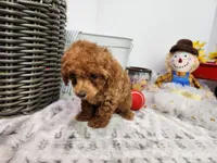 Toy Binkie, a female Poodle - Toy  for sale in Stuart, NE – Photo 2 of 4