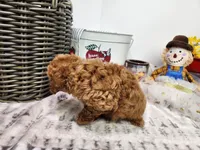 Toy Binkie, a female Poodle - Toy  for sale in Stuart, NE – Photo 3 of 4