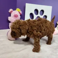 F1bb Elloise, a female Miniature Goldendoodle for sale in Stuart, NE – Photo 2 of 2
