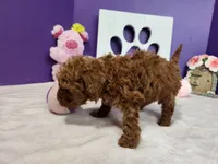 F1bb Elloise, a female Miniature Goldendoodle for sale in Stuart, NE – Photo 2 of 2