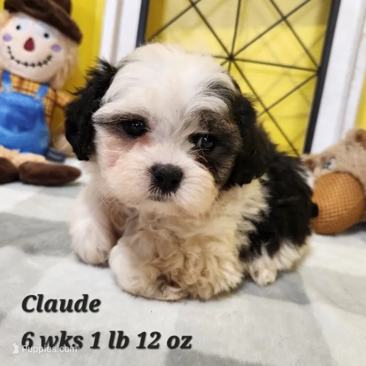 Claude – Bichon Frise, Shih Tzu puppy for sale in Stuart, NE