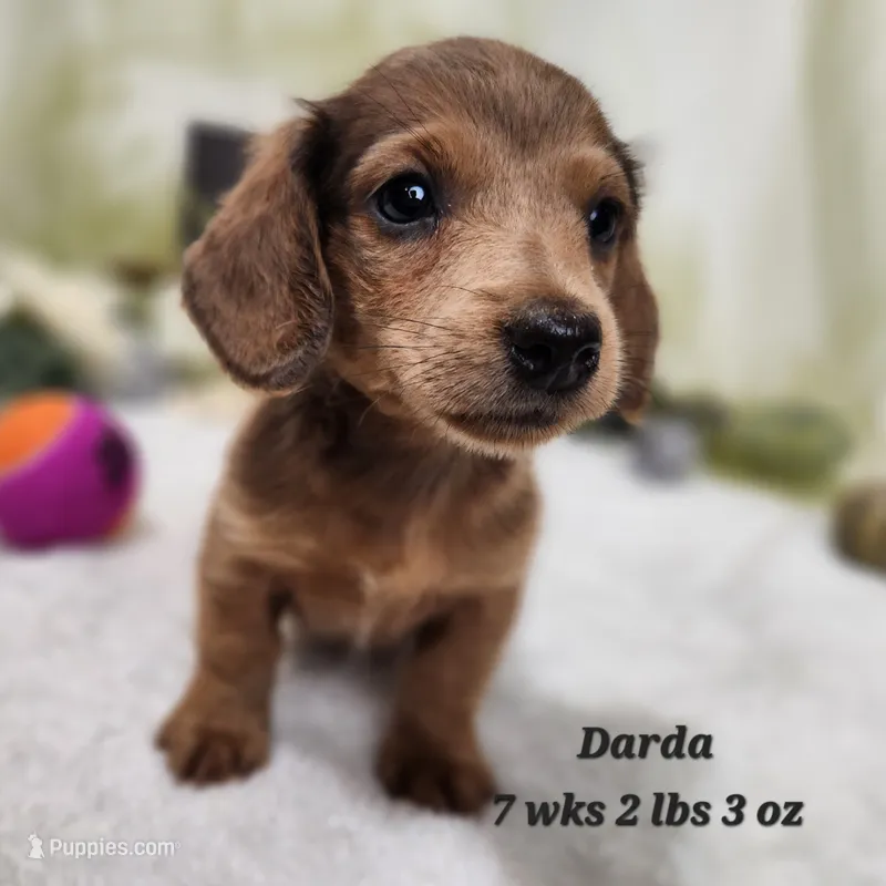 Darda – Miniature Dachshund puppy for sale in Stuart, NE