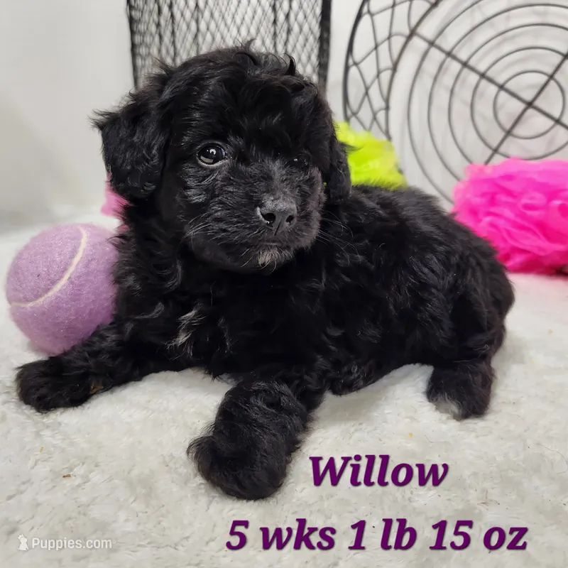 F1b Willow – Miniature Aussiedoodle puppy for sale in Stuart, NE