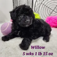F1b Willow, a female Miniature Aussiedoodle for sale in Stuart, NE – 1 of 1