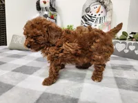 Grace, a female Miniature Goldendoodle for sale in Stuart, NE – Photo 2 of 2