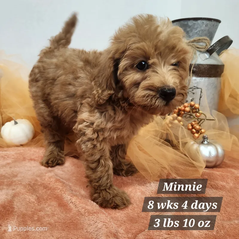 F1b Mini Goldendoodle Minnie – Miniature Goldendoodle puppy for sale in Stuart, NE