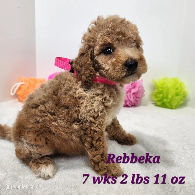 Rebbeka – Miniature Goldendoodle puppy for sale in Stuart, NE