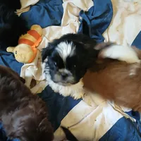 CKC Tristan, a male Shih Tzu for sale in Brodnax, VA – Photo 1 of 2