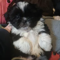 CKC Tristan, a male Shih Tzu for sale in Brodnax, VA – Photo 2 of 2