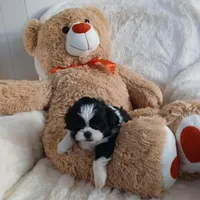 CKC Jaxson, a male Shih Tzu for sale in Brodnax, VA – Photo 3 of 5