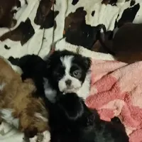 CKC Jaxson, a male Shih Tzu for sale in Brodnax, VA – Photo 1 of 5