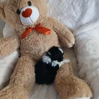 CKC Jaxson, a male Shih Tzu for sale in Brodnax, VA – Photo 4 of 5