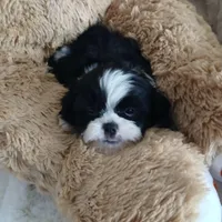 CKC Jaxson, a male Shih Tzu for sale in Brodnax, VA – Photo 5 of 5