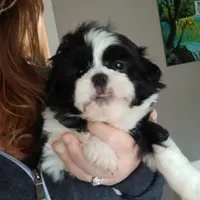 CKC Jaxson, a male Shih Tzu for sale in Brodnax, VA – Photo 2 of 5