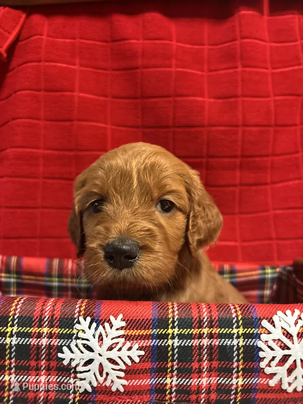Kate – Goldendoodle puppy for sale in Warner Robins, GA