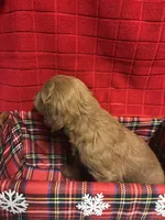 Kate, a female Goldendoodle for sale in Warner Robins, GA – 3 of 3