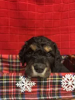 Patch, a male Goldendoodle for sale in Warner Robins, GA – 2 of 3