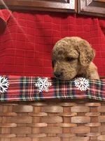 Rex, a male Goldendoodle for sale in Warner Robins, GA – 3 of 3